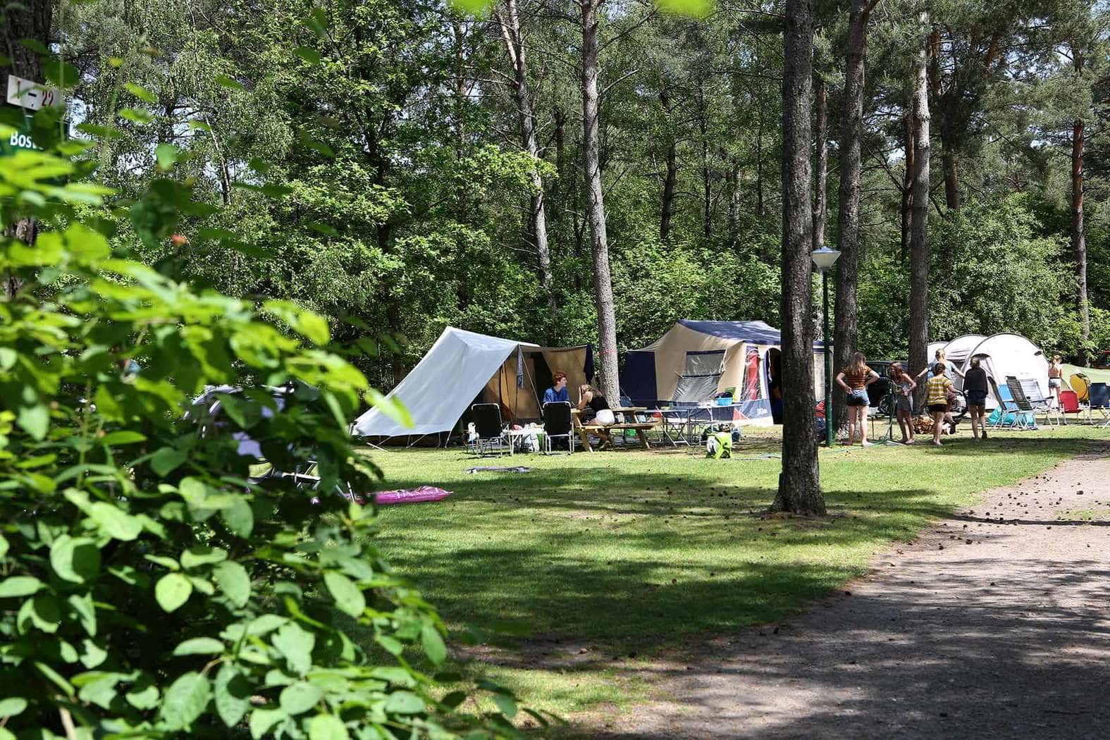 Forest pitch