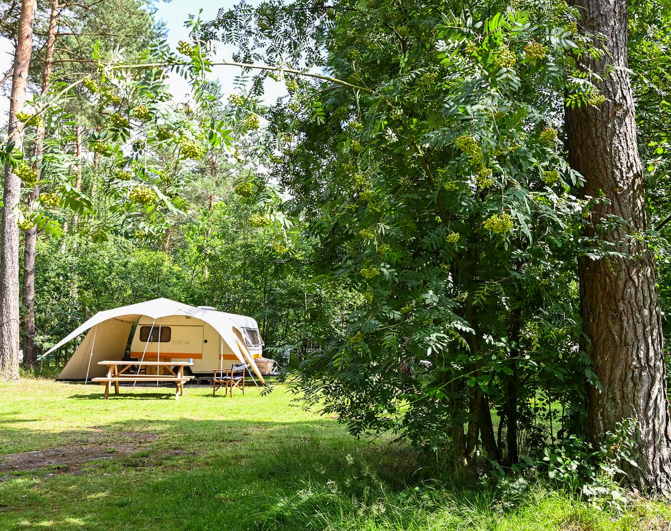 Forest pitch